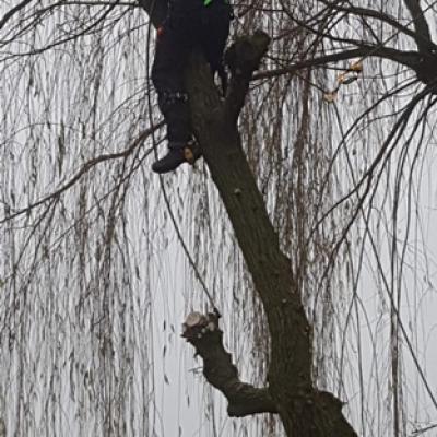 4 Bomen Snoeien